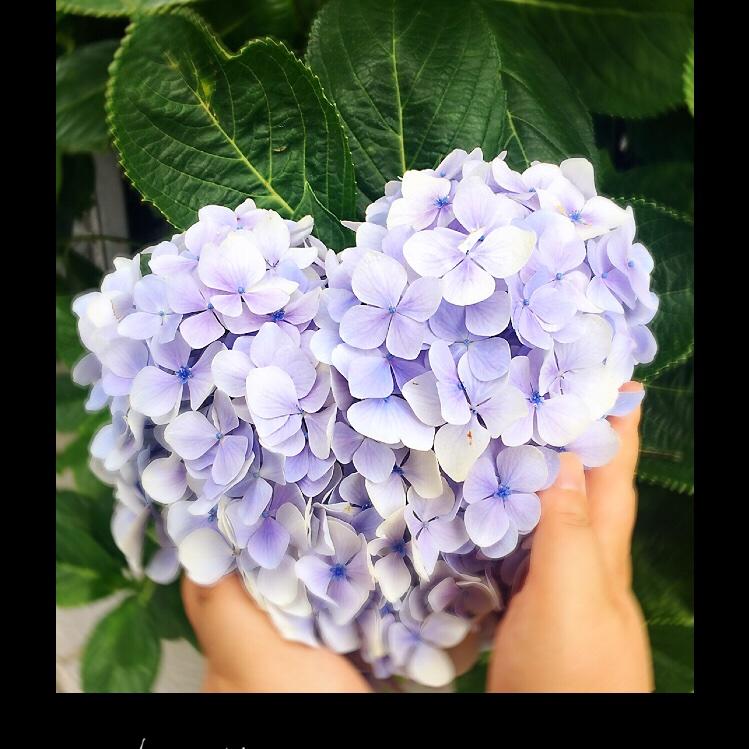 苏菲猪猪