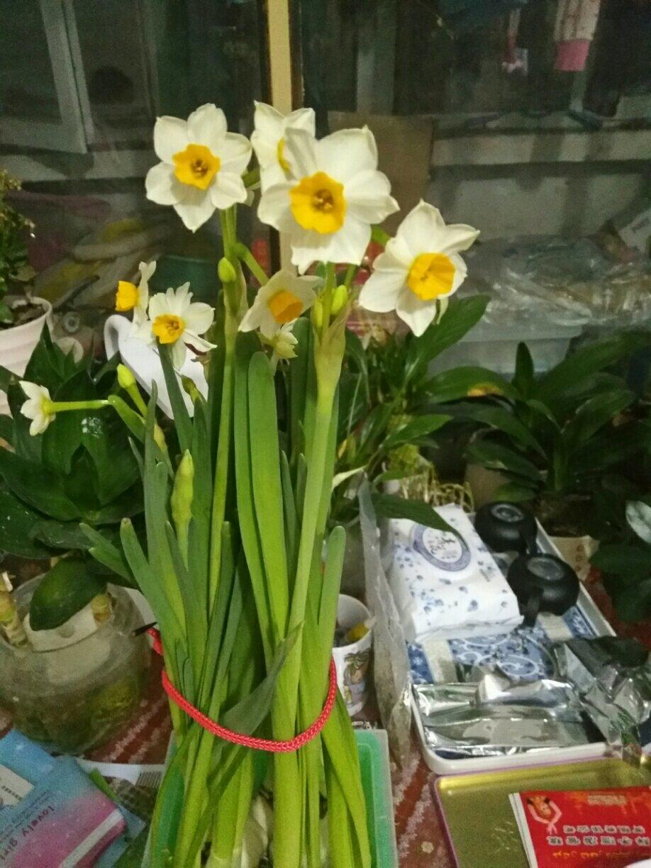 水仙花开 秀色可餐