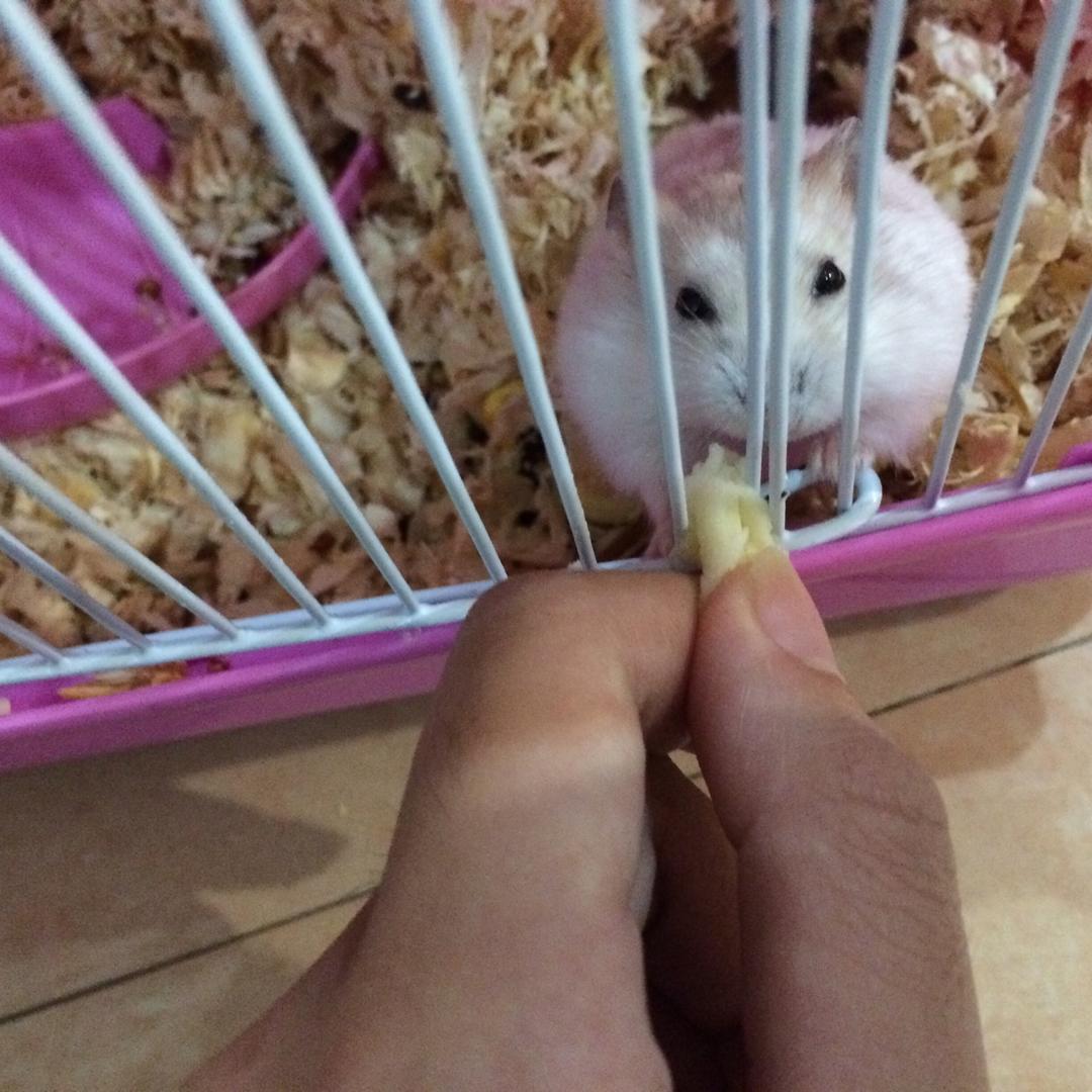 仓鼠食谱——蛋白糕的做法