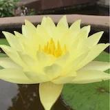 爱上芒果酸奶