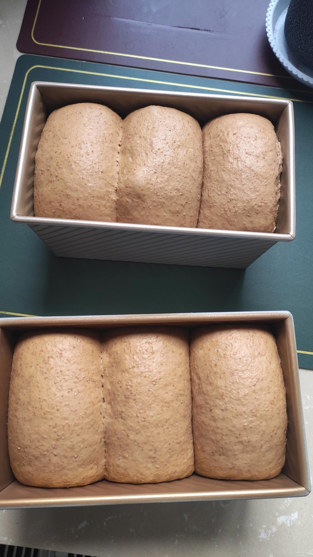 超柔软｜65度汤种｜全麦吐司｜目前为止吃过最好吃的全麦吐司没有之一