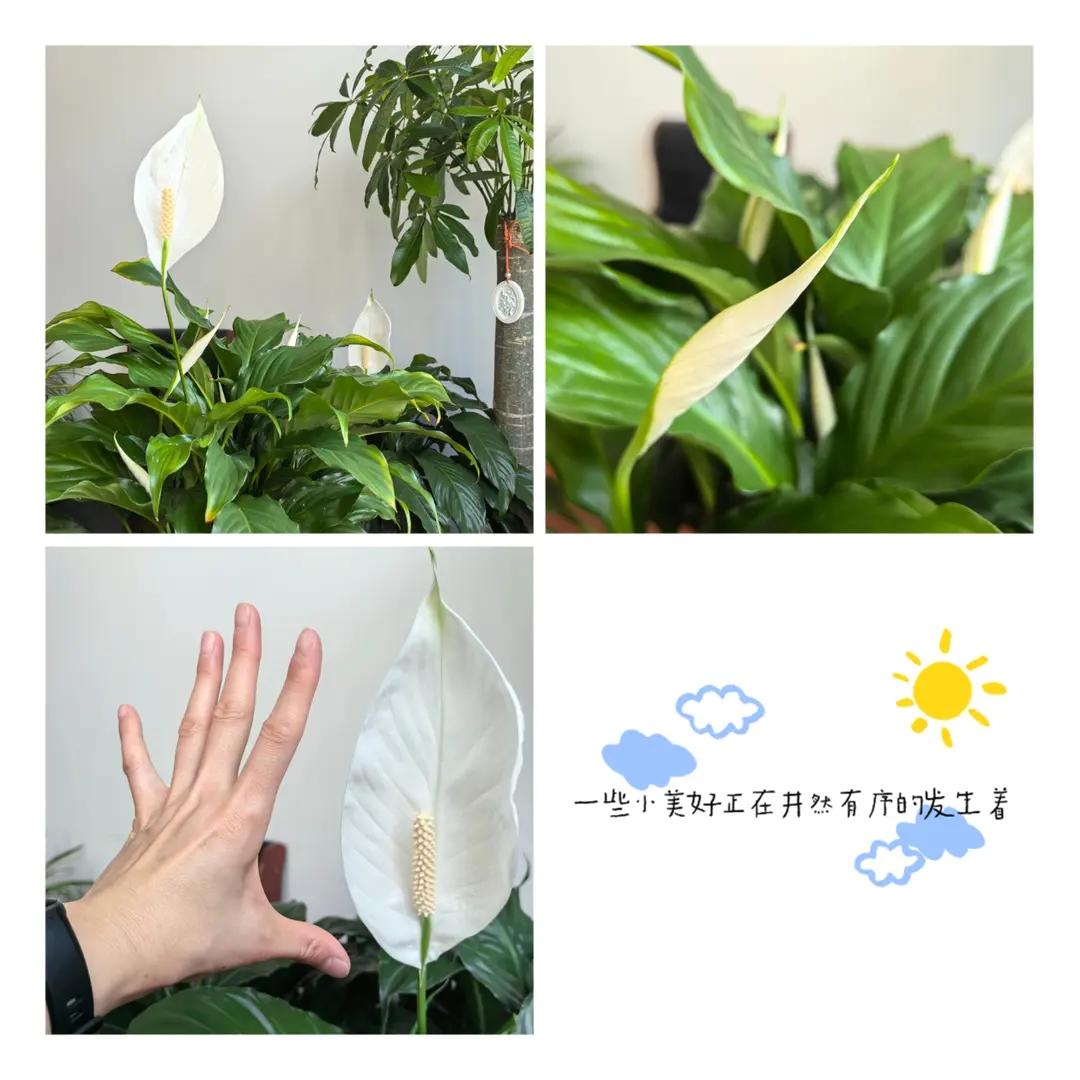 那些小美好