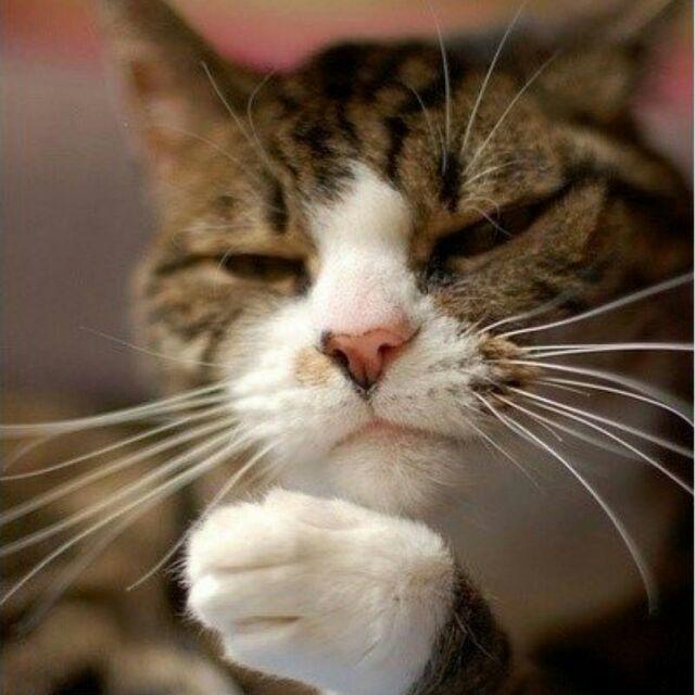 需要宠爱的猫
