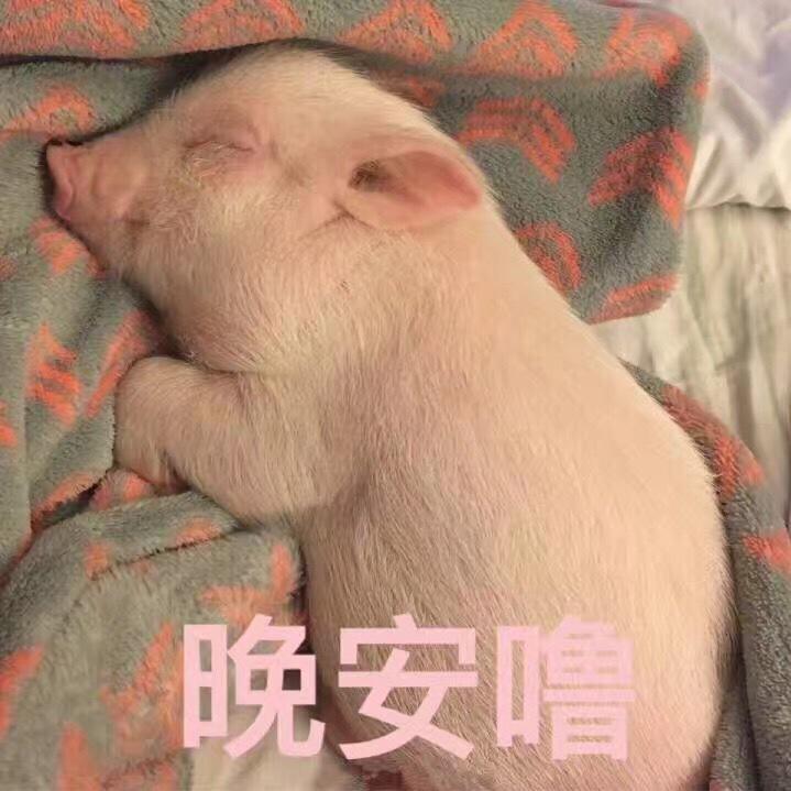 新之助欧尼酱