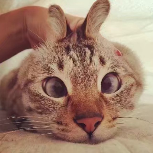 桔梗猫