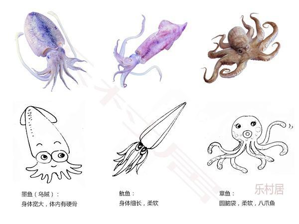 脚哥小课堂——如何区分乌贼、鱿鱼和章鱼的做法