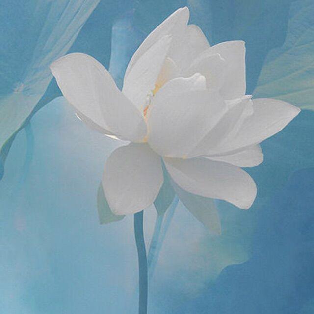 兰摧玉折