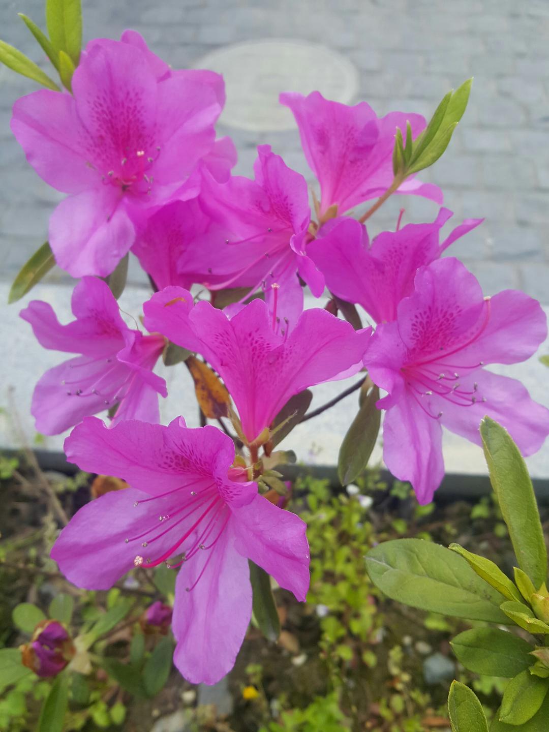小馅饼的做法