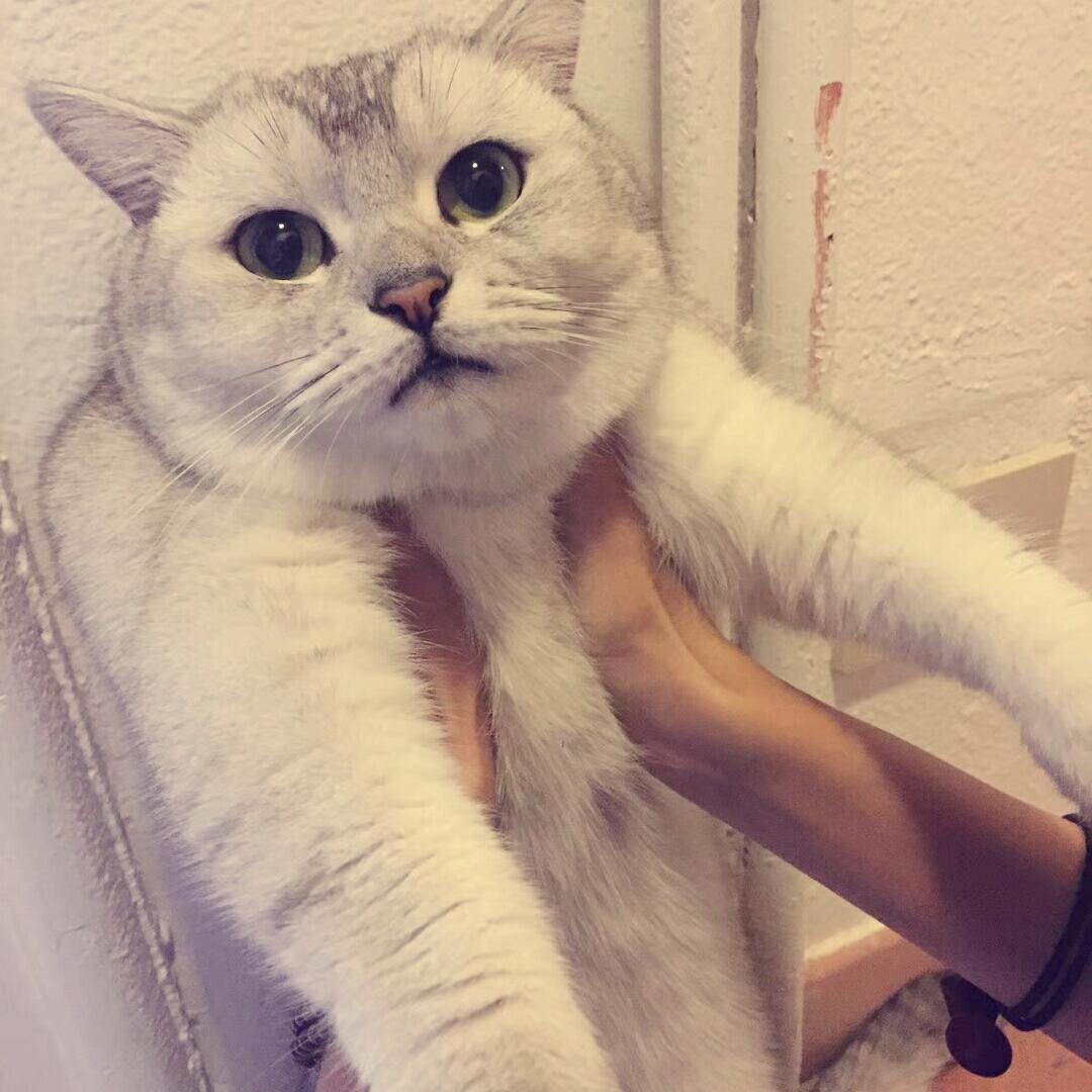 洛哩呀荔