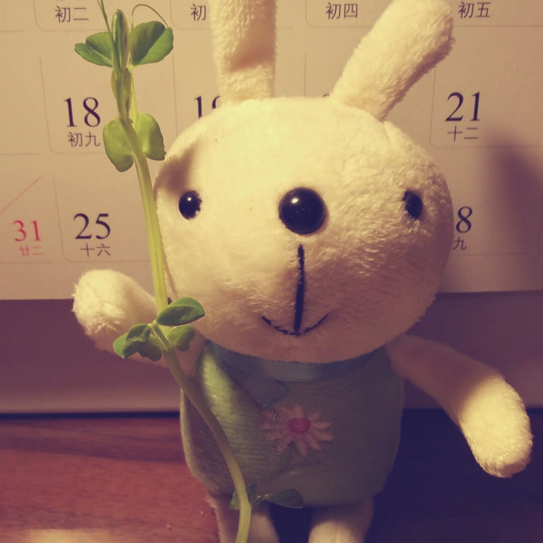 种豌豆的好运兔