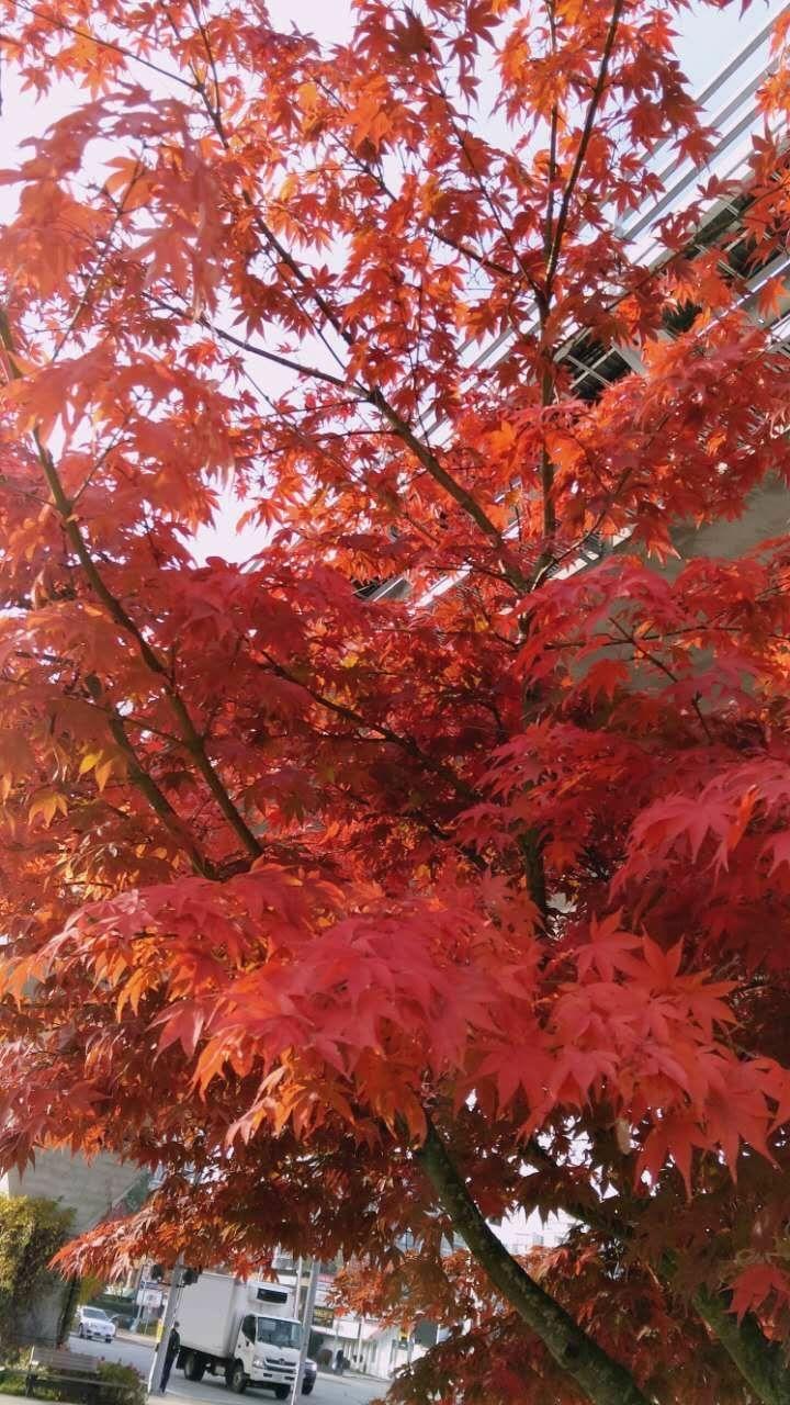 21天早餐马拉松的做法