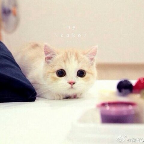 小淘爱吃土豆