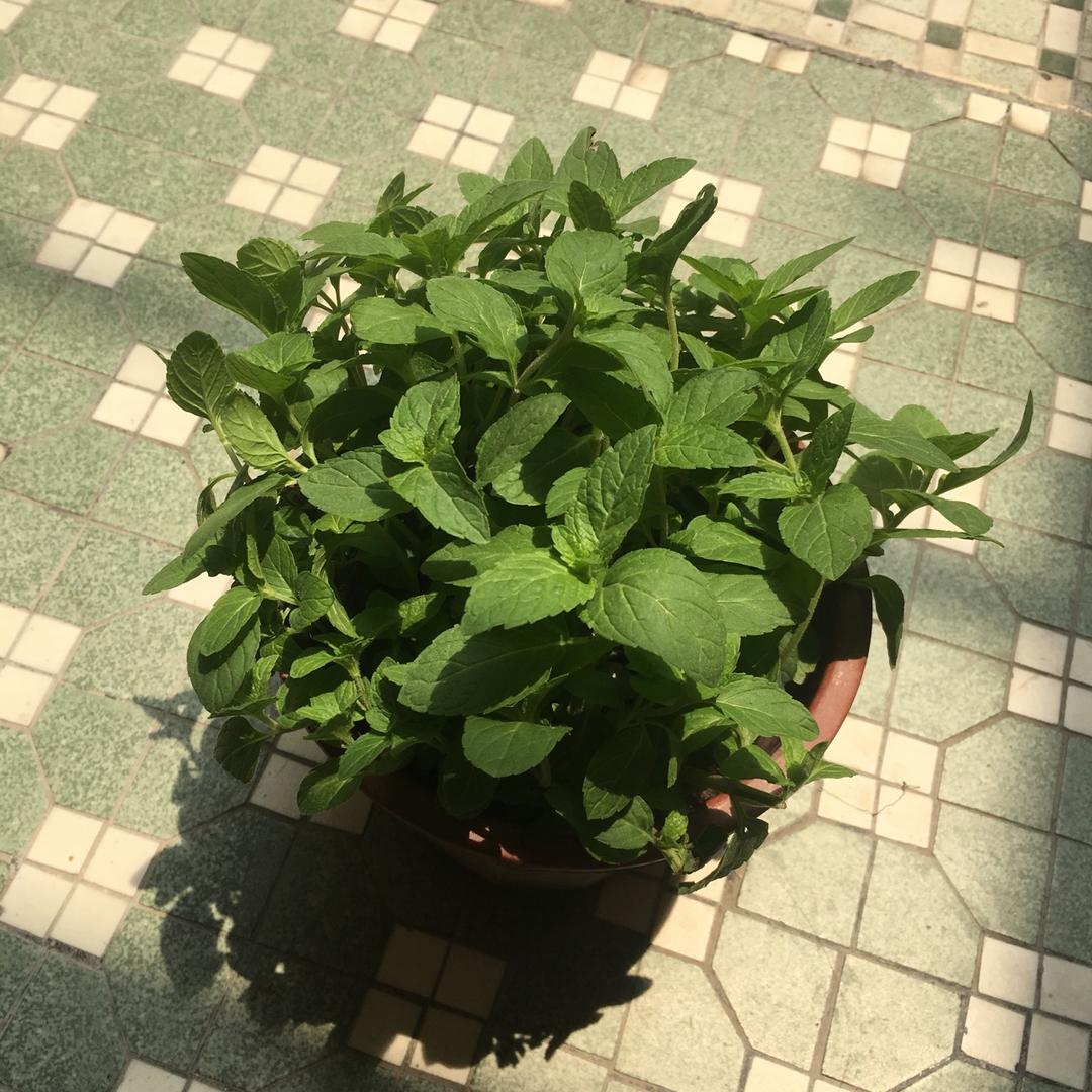 薄荷种植手册，如何把你的薄荷养到爆盆