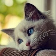 懒黑猫要躲麻烦事远远的