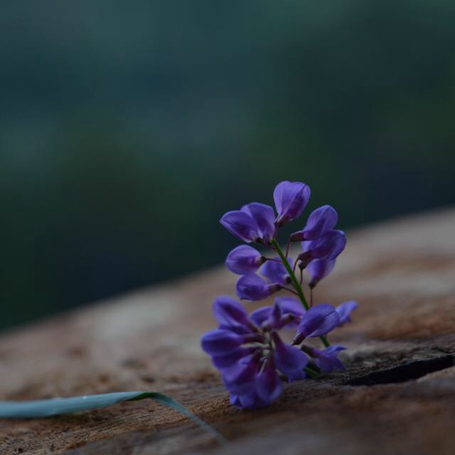 厨房花语...