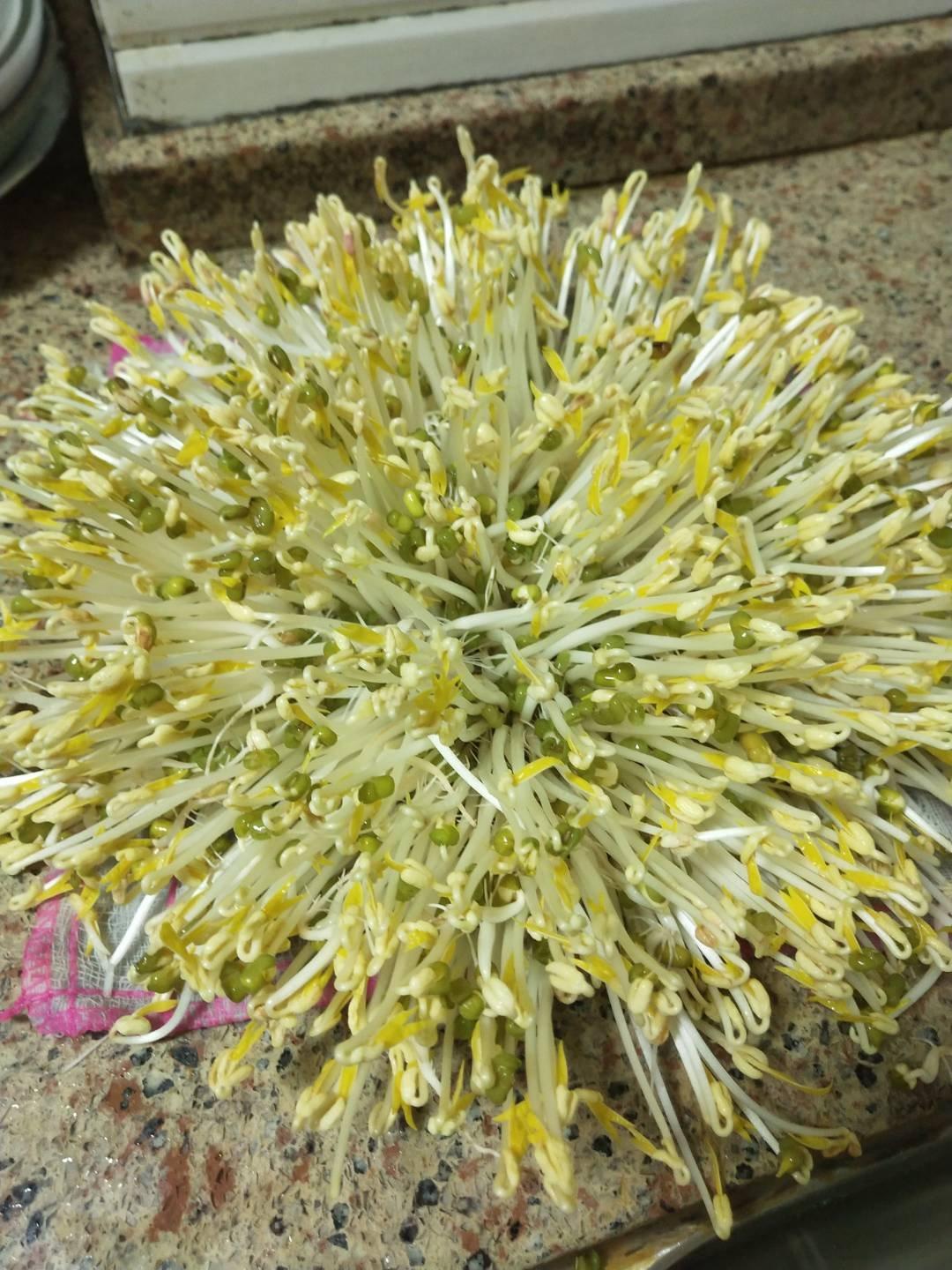 发黄豆芽