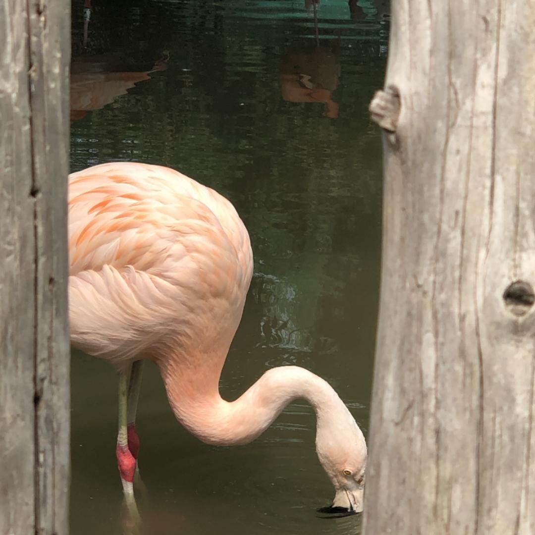 羊羊羊爱吃羊肉