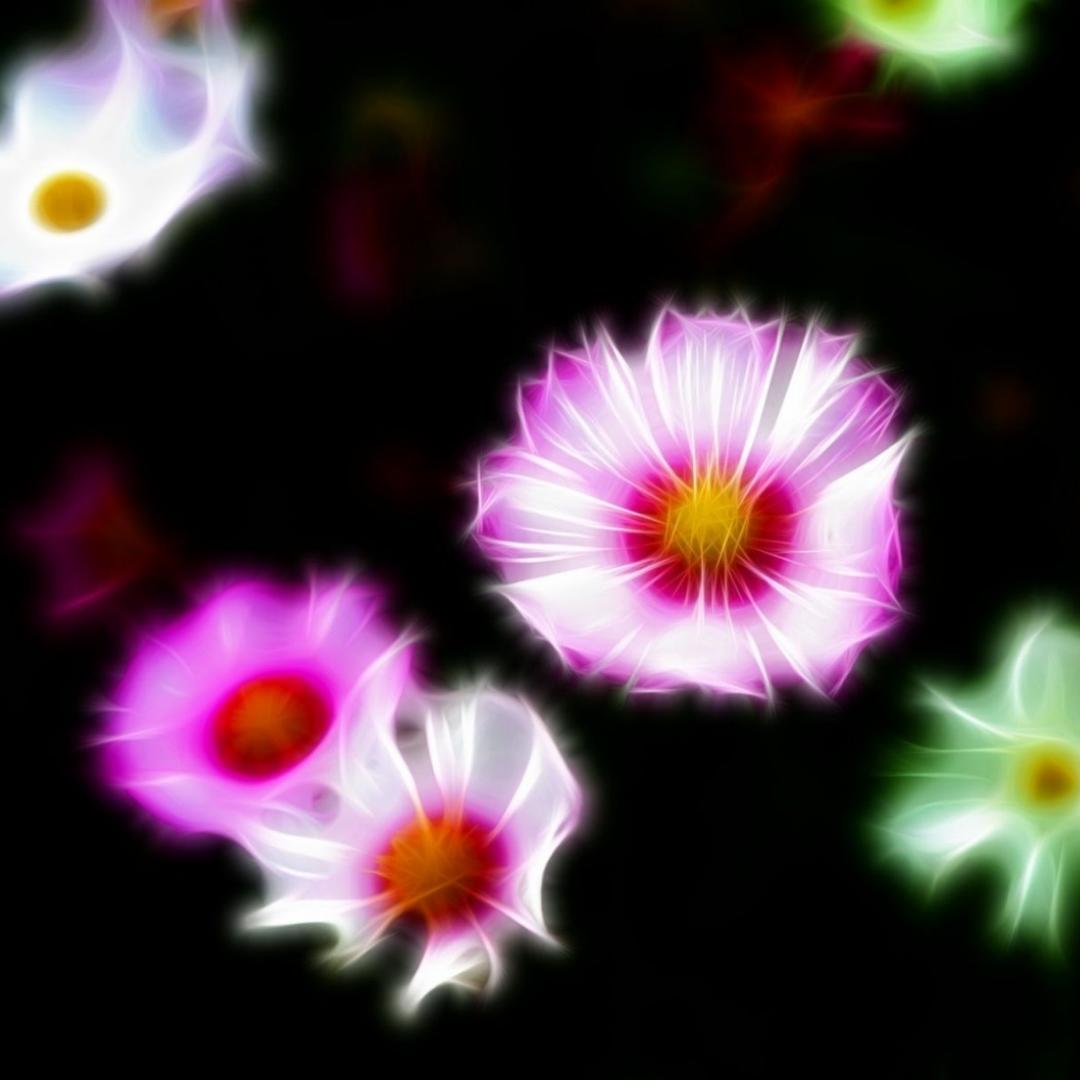 七彩格桑花