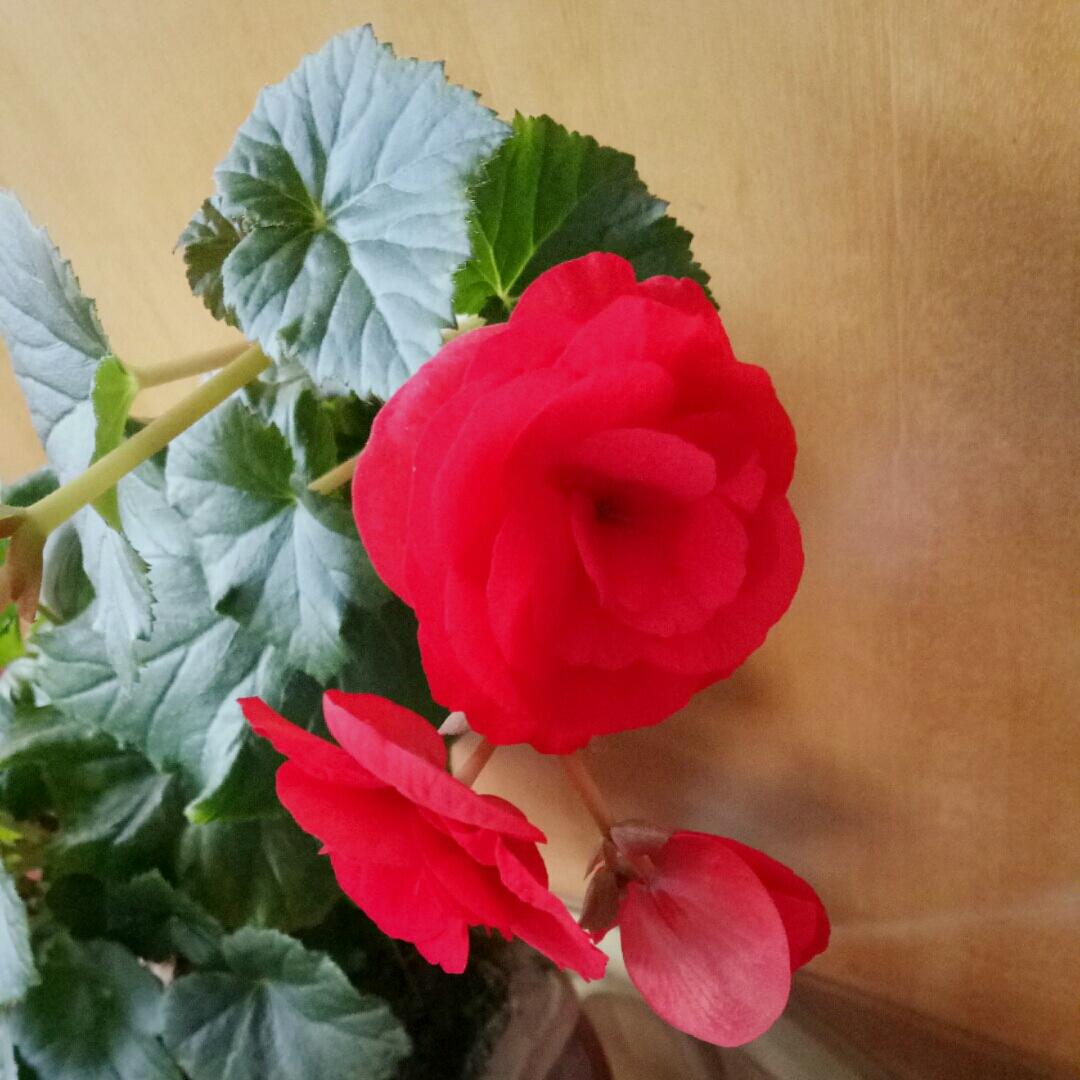 排山倒海找美味