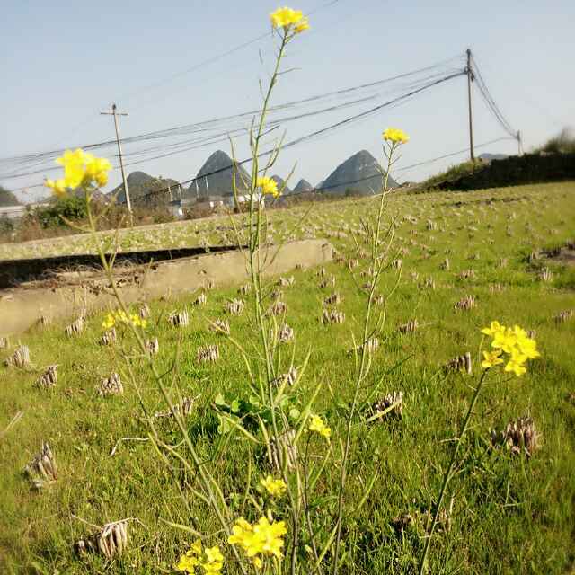 手機用戶0455_d0lb