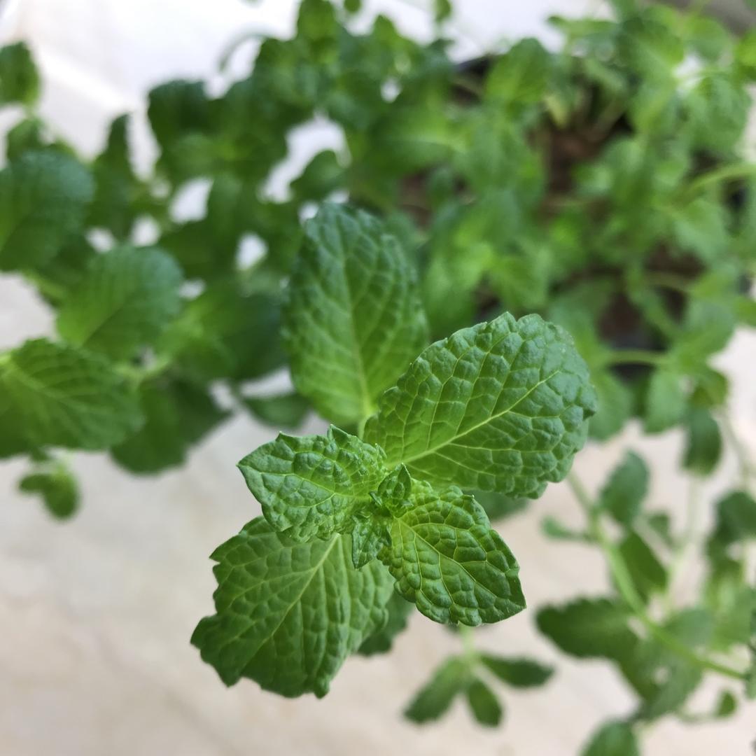 薄荷种植手册，如何把你的薄荷养到爆盆