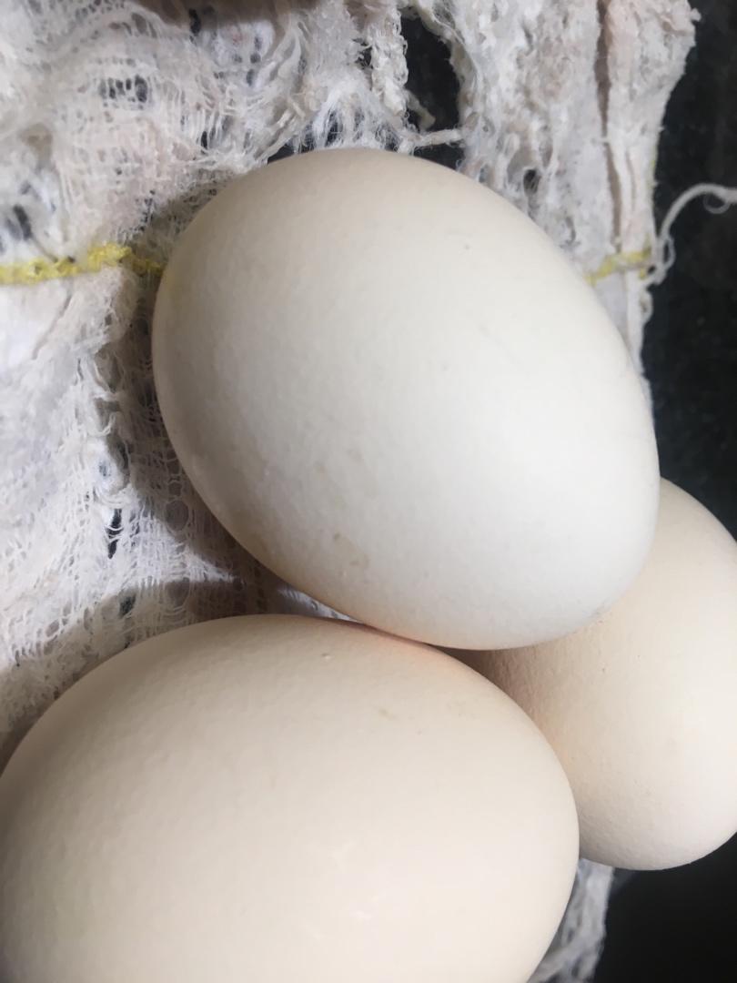 零失败的超嫩蛋糕，手残党也可以成功，普通面粉即可