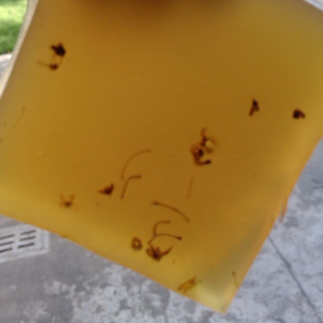 养颜红枣糕