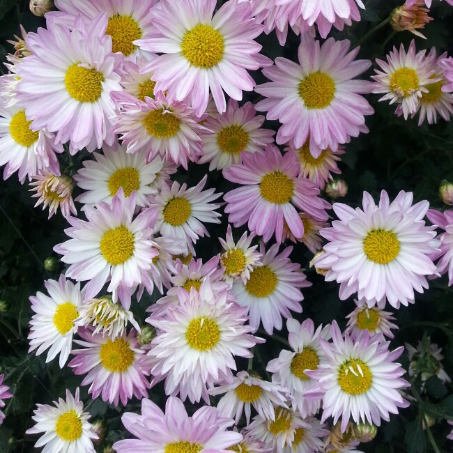 阳光鼠
