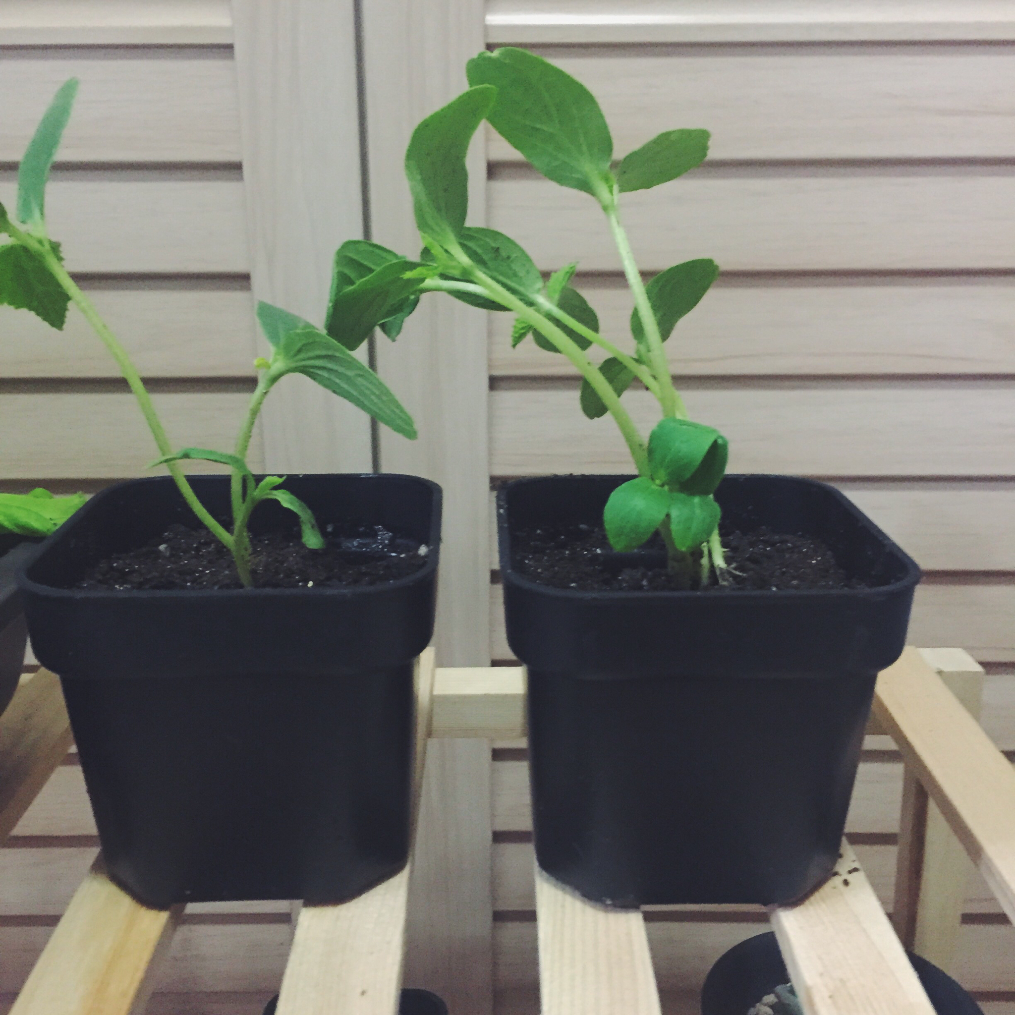 生菜（色拉用）生长记