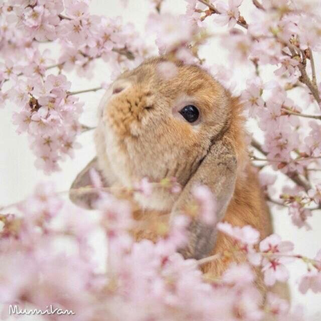 青柠檬