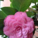 不想懂得的如果的是