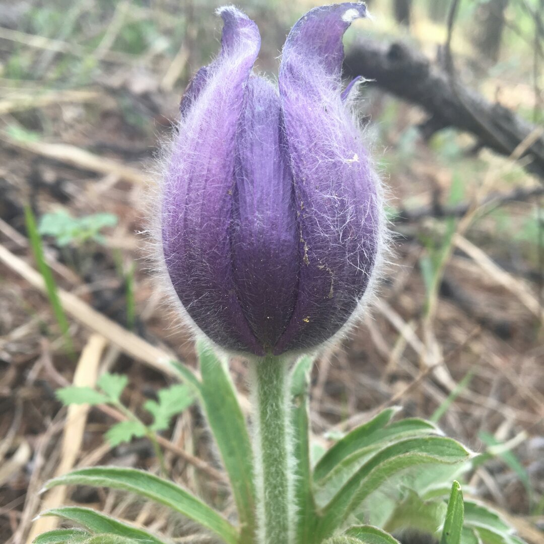 florawang0303