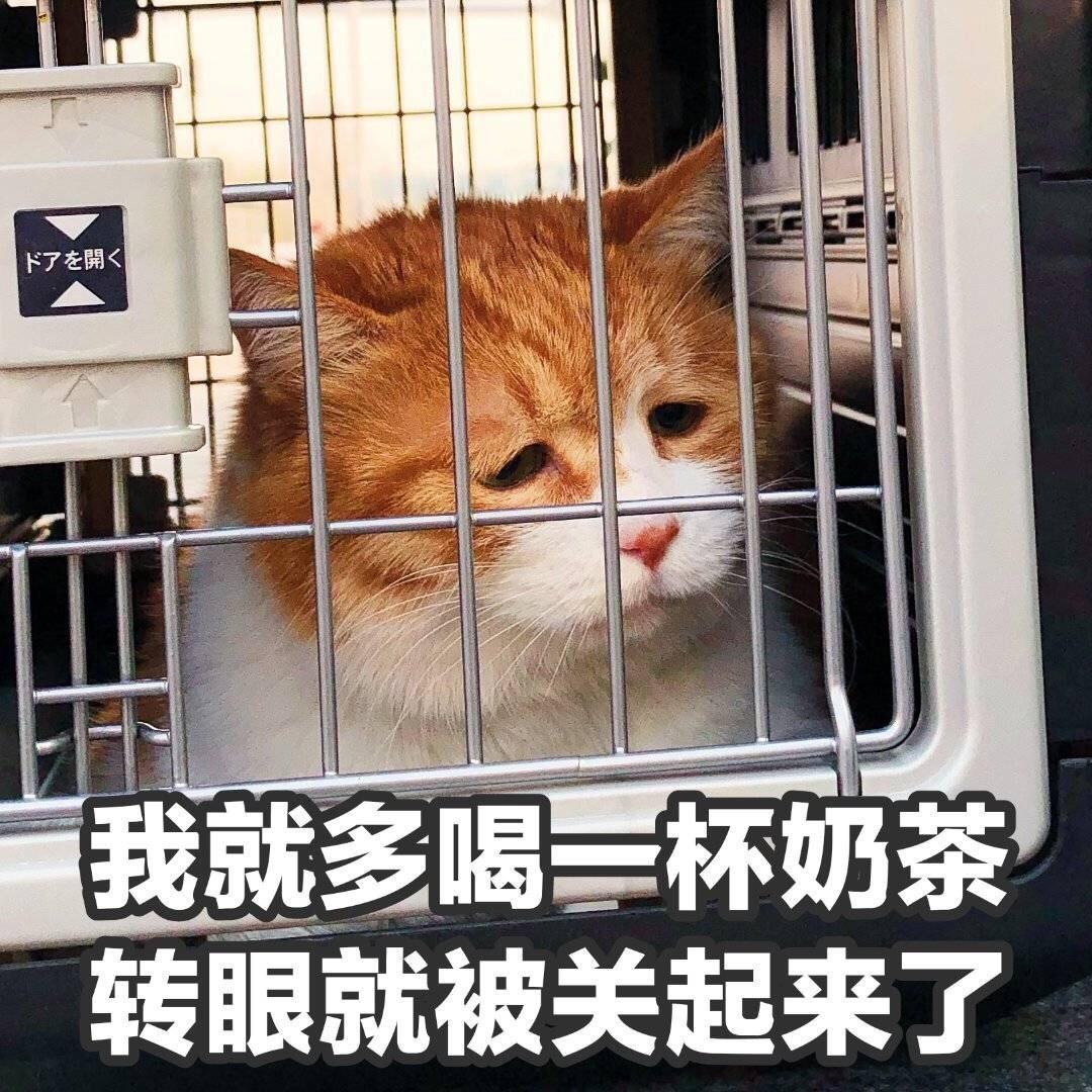 一口七个葡式蛋挞