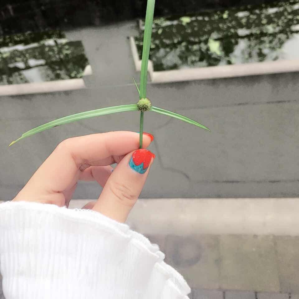 花轮同学的小丸子