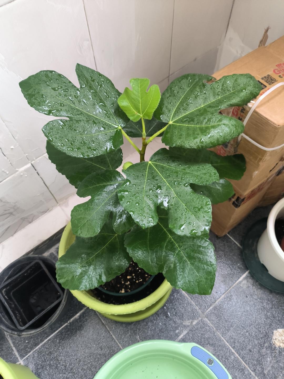 250 晚熟品种集合的做法