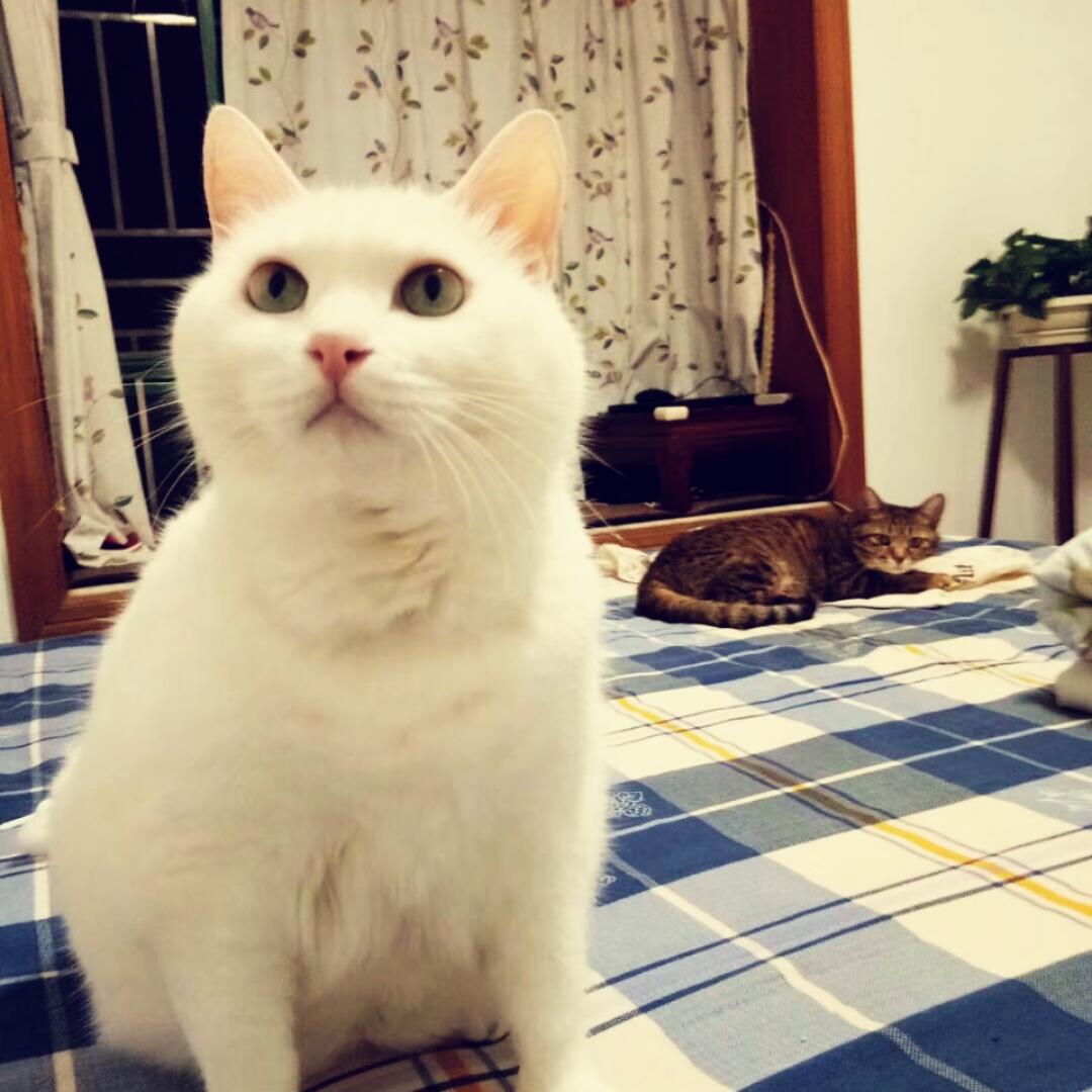 张大肥与贰猫猫