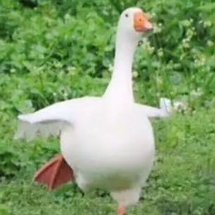 可达瓜