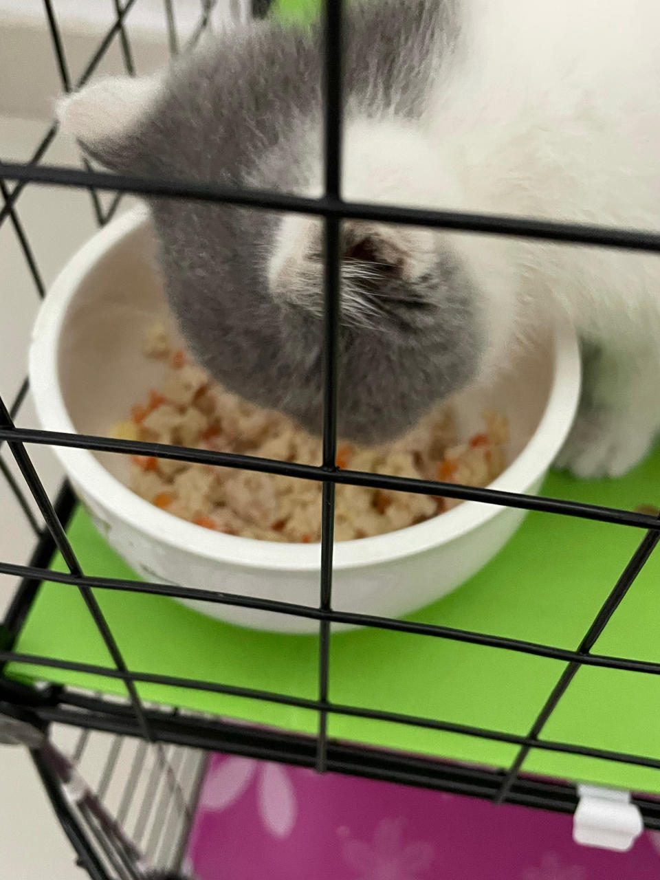 自制超简单猫粮