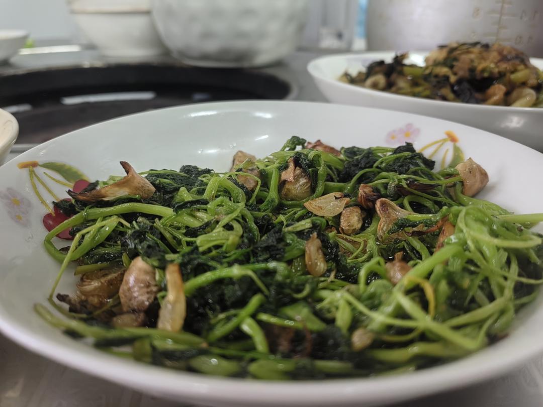 酒香金花菜（苜蓿）