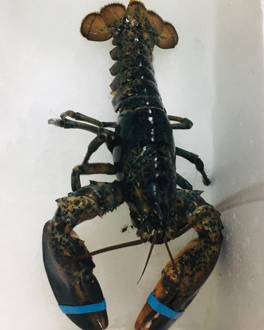 蒜蓉大龙虾