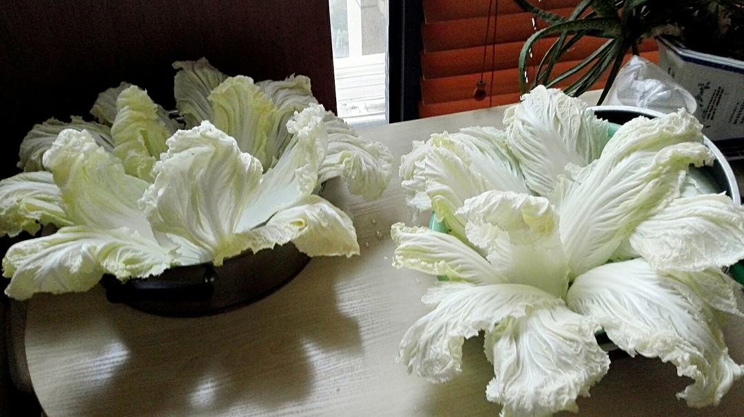 7天速成的东北酸菜