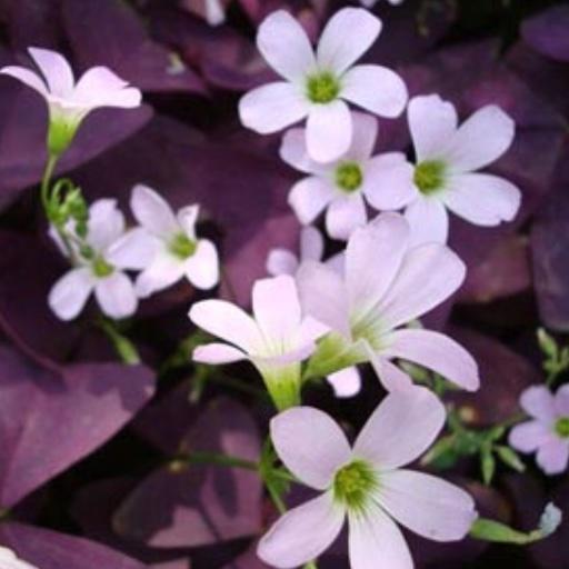 手机用户6076_pgzd