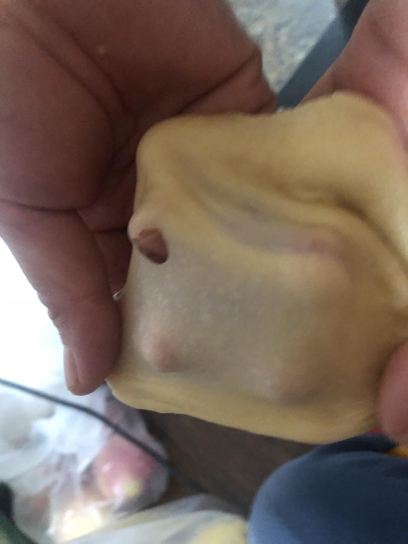 【干货】隔夜冷藏法轻松快速手揉手套膜🍞超简单