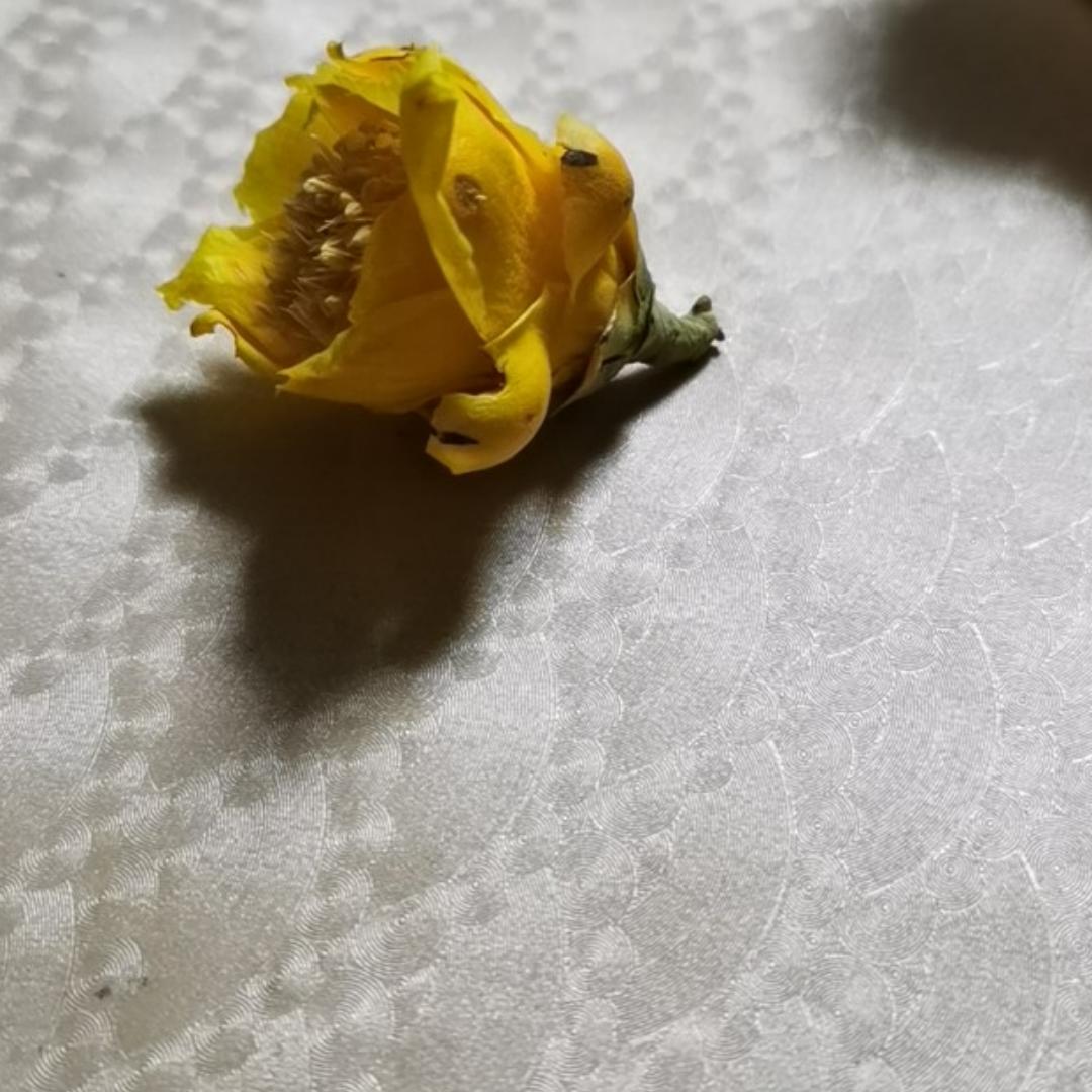 蒜苔青青