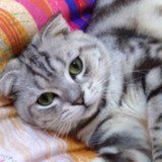 596君