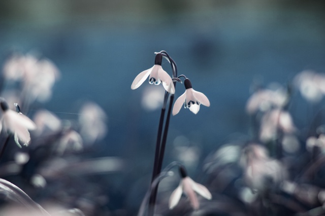 Vanilla-19