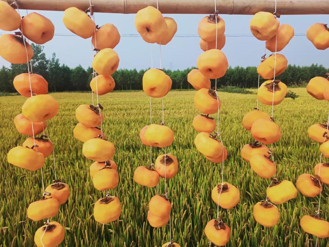 晒柿饼（家庭版DIY 吊柿饼）