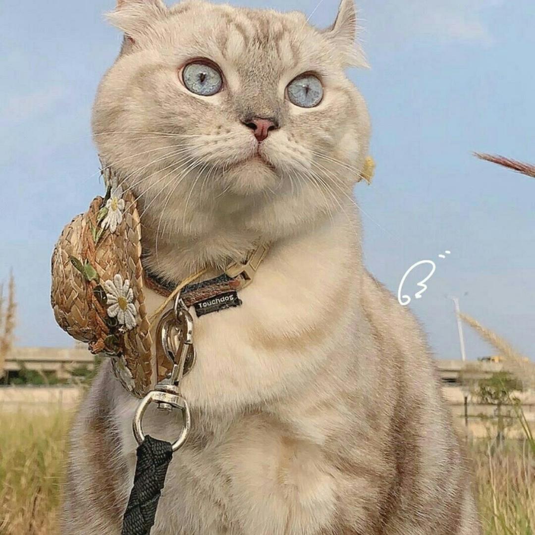 葫芦小金刚_qzgp