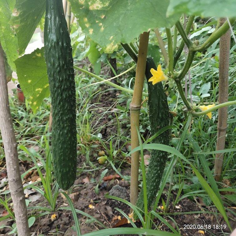 种植小技巧(记录生活记录美)