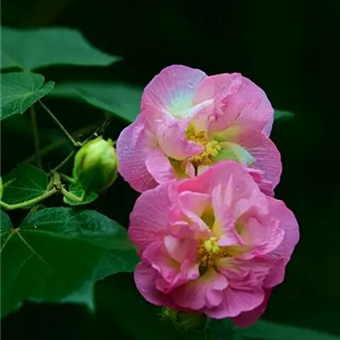 手机用户0509_pd4x